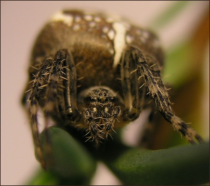 SEM SE MI DÍVEJTE, SEM !!!