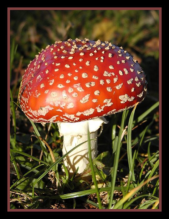 ...a pak že nerostou...