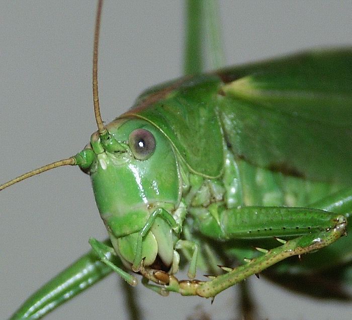 Môj kôň.