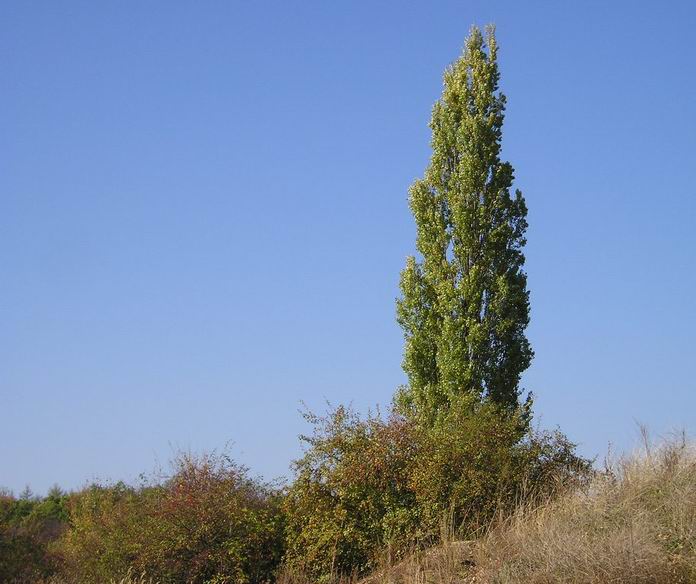 Strážce