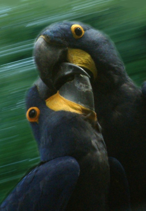 Souboj