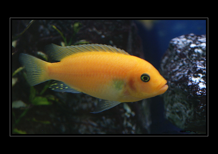 Pseudotropheus Zebra