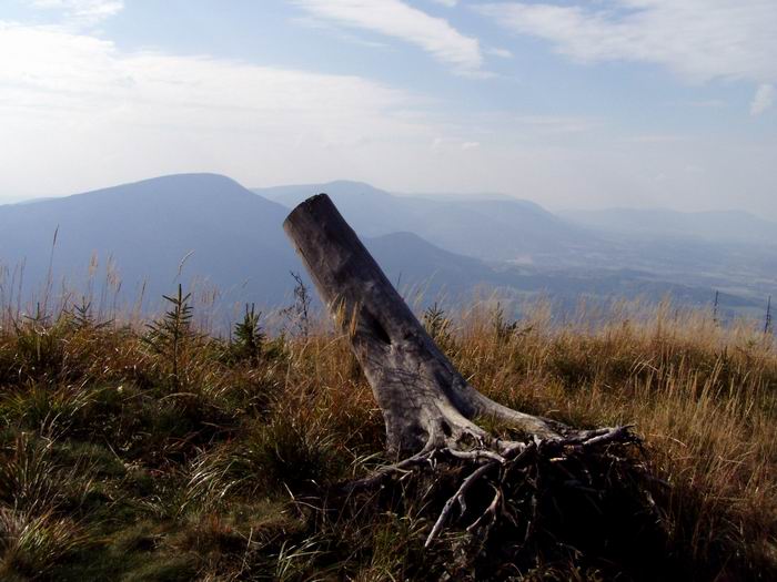 Dříve tu rostl strom
