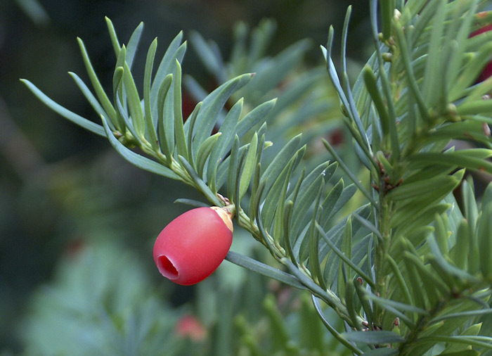Taxus baccata L. - tis červený