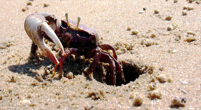 Krab houslista 2