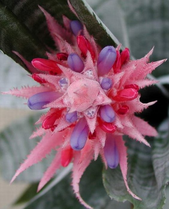 Aechmea Fasciata