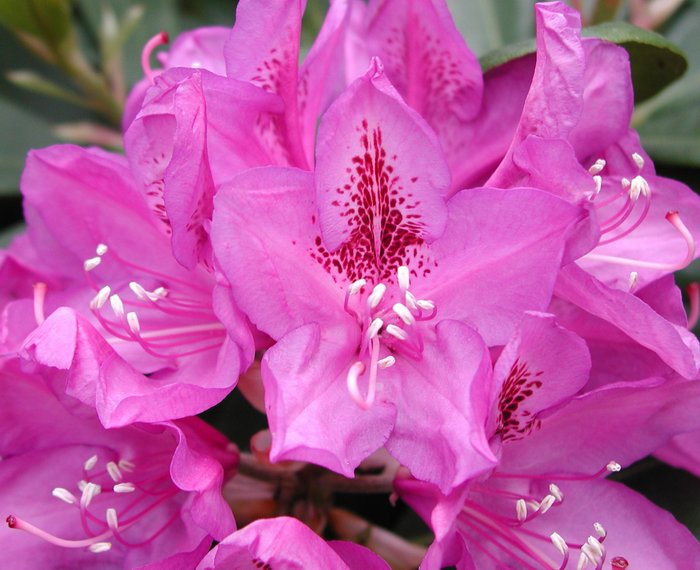 Rododendron