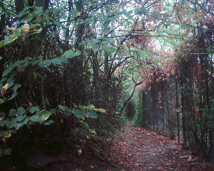 Cestička mezi zahrádkami