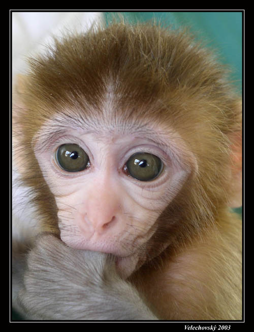 Rhesus