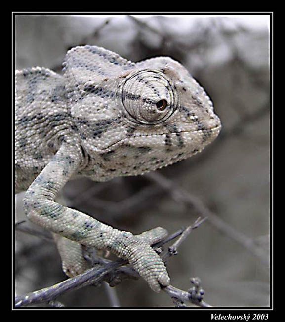 CHAMAELEO CHAMAELEON