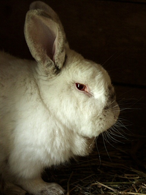 králík