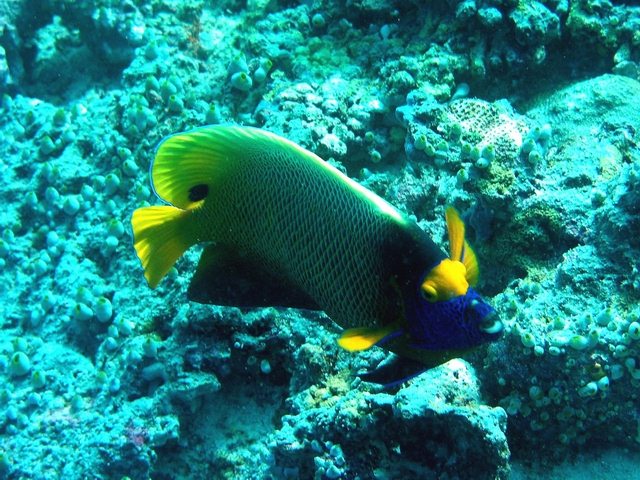 Empress Angel Fish