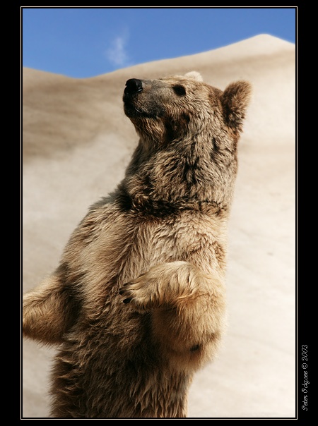 Ursus arctos syriacus - analogus