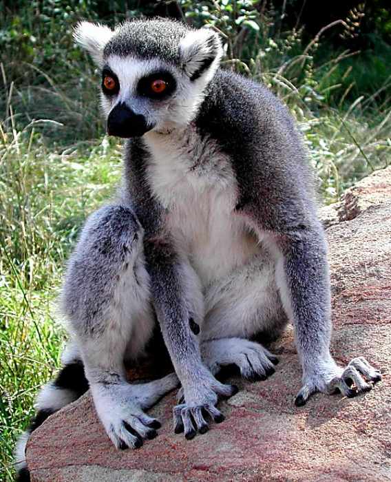 Lemur