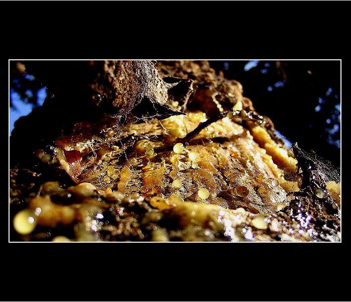 Když stromy pláčou