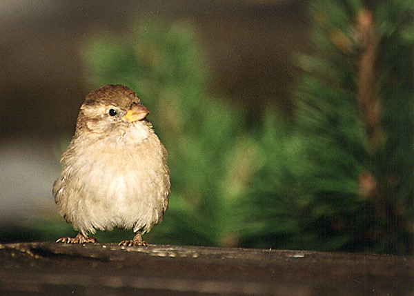 ptacek - vrabecek