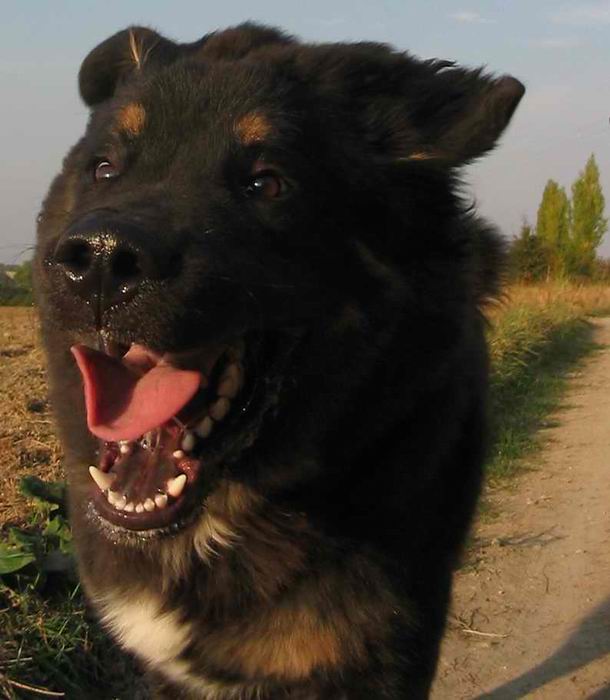 psí radost z pohybu