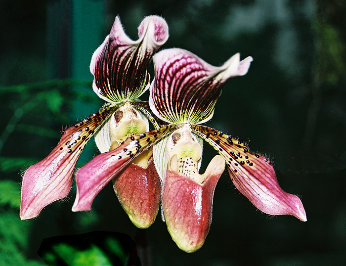 Orchidej