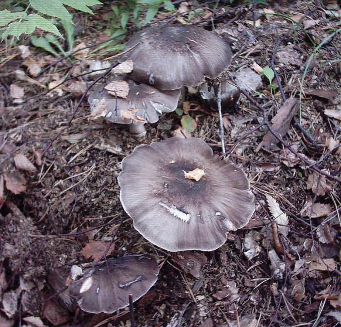 Houbičky