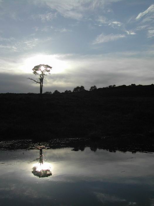 New Forest