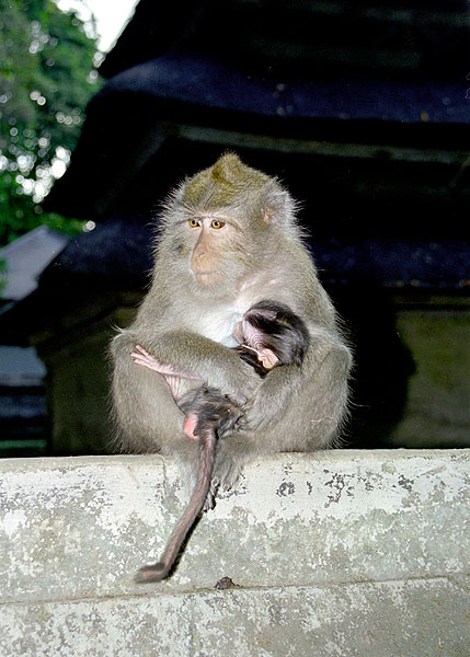 starostlivá mamina