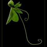 Z botanické zahrady