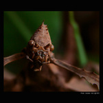 <b> -  A  L  I  E  N  -  </b>