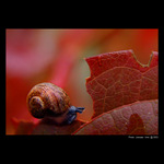 <b> - Podzimní  šneček - </b>