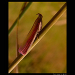 <b> - NA STRÁŽI - </b>