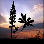 <b>Večerní letní scenérie