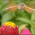 Sosáčkama sosáme ...