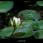 Leknín
