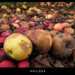 Hniloba