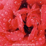 Jen takové malé přáníčko