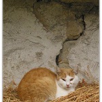 KiteKat