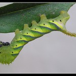 Lišaj smrtihlav, jak jej možná neznáte