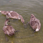 Kolo, kolo mlýnský