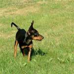 Pražský krysařík