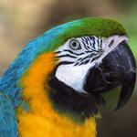 Ara