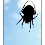 ..:: Arachnophobia ::..