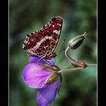 Babočka síťkovaná (letní forma)