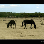 Sardští divocí koně