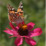 Cynthia Cardui