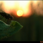 <b> Slunce nebo televize ? </b>