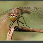 číhající šídlo