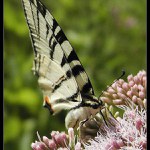 snídající otakárek