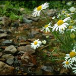 Tam za vodou v .... kopretinách