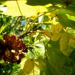 Podzimní překvapení