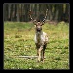 Kupředu levá ... :-)