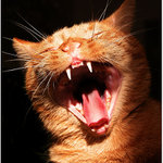 <b>.: KOCOUREK :.</b><br>